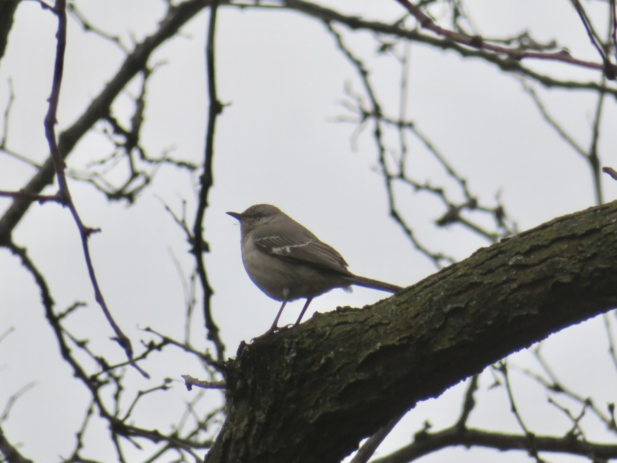 Northern Mockingbird - ML633965121