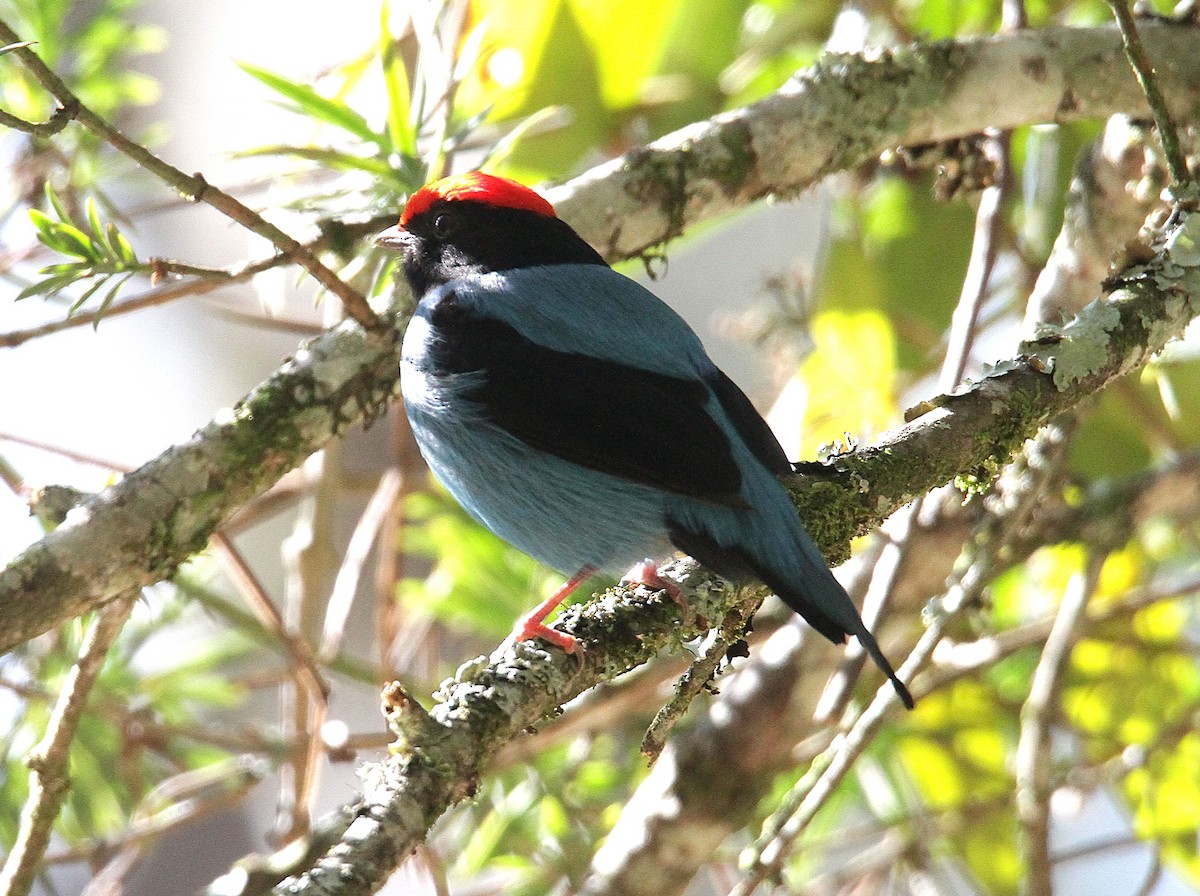 Swallow-tailed Manakin - ML633965145