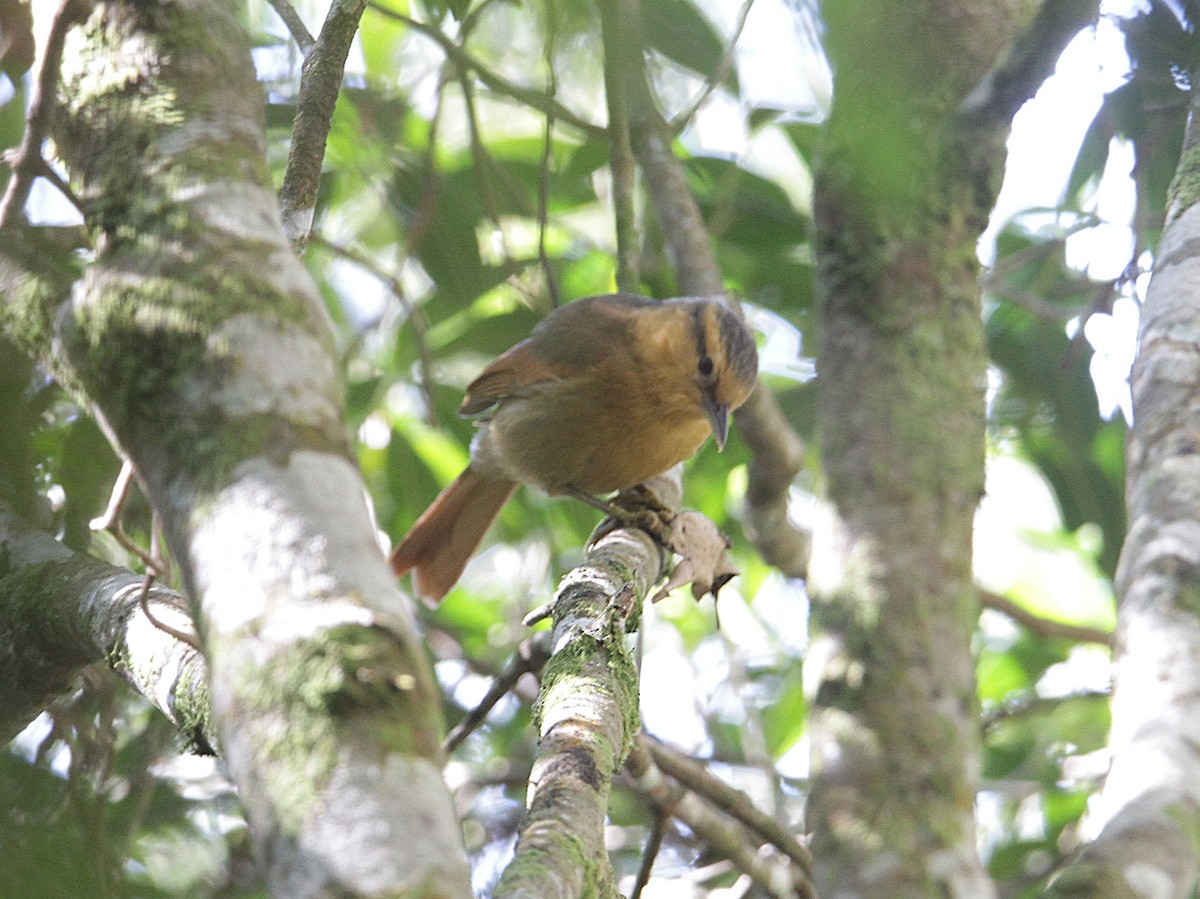 Buff-fronted Foliage-gleaner - ML633965166