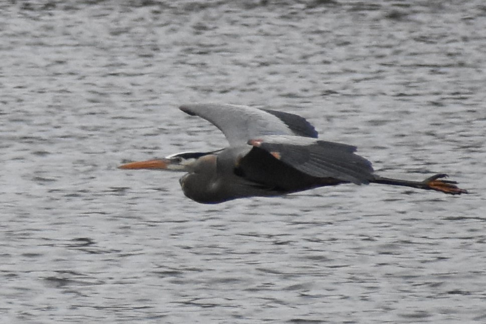 Great Blue Heron - ML633965237