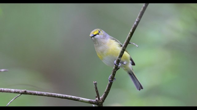 White-eyed Vireo - ML633965448