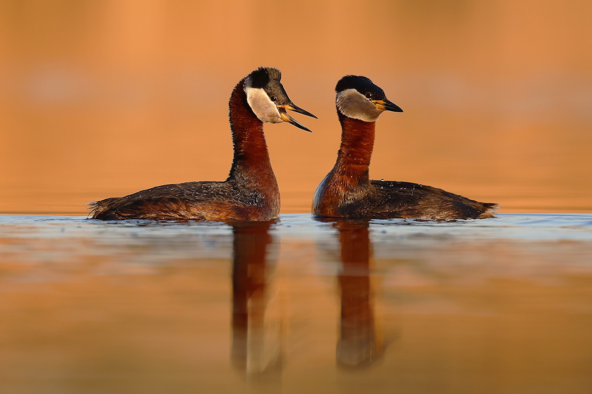 Red-necked Grebe - ML633965499