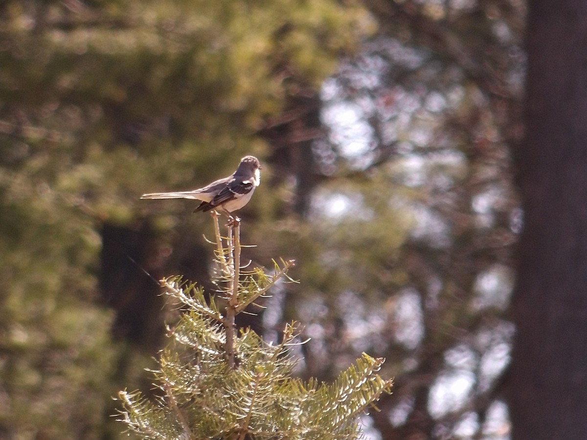 Northern Mockingbird - ML633965550