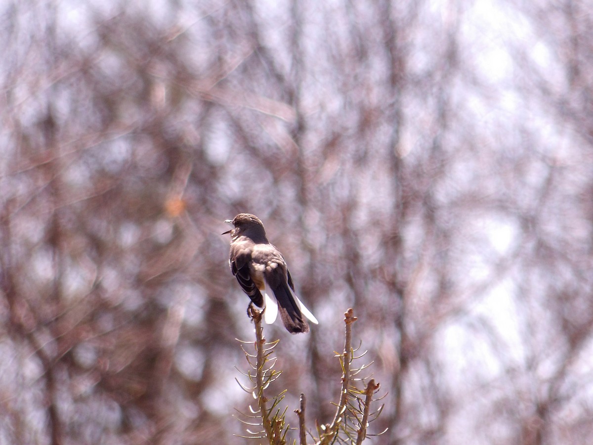 Northern Mockingbird - ML633965551