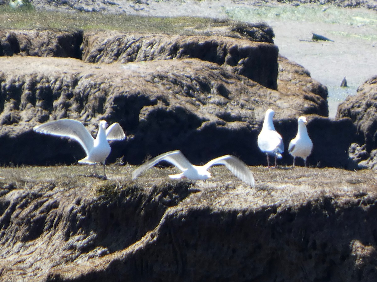 Western/Glaucous-winged Gull - ML633965596