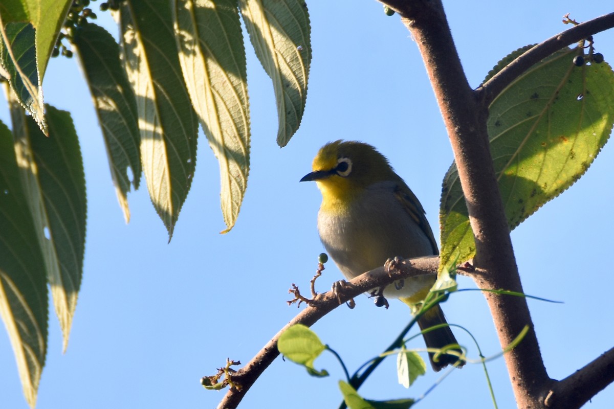 South Pare White-eye - ML633965630