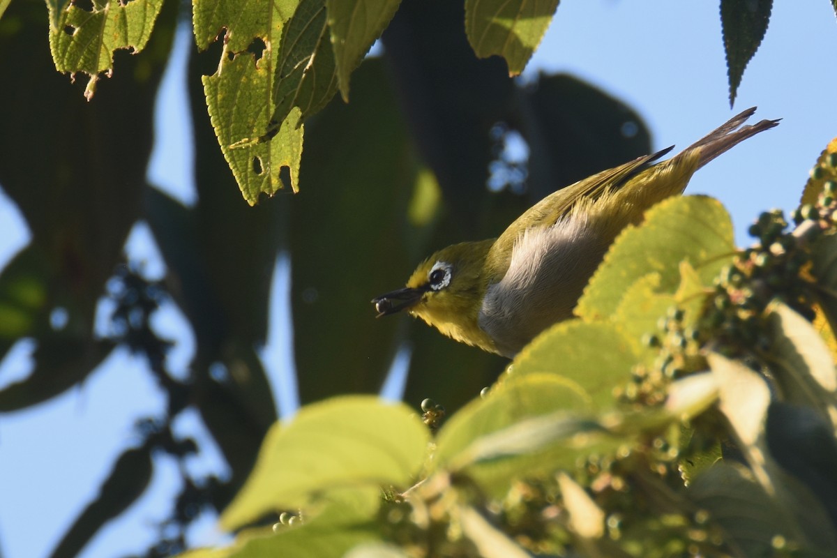 South Pare White-eye - ML633965631