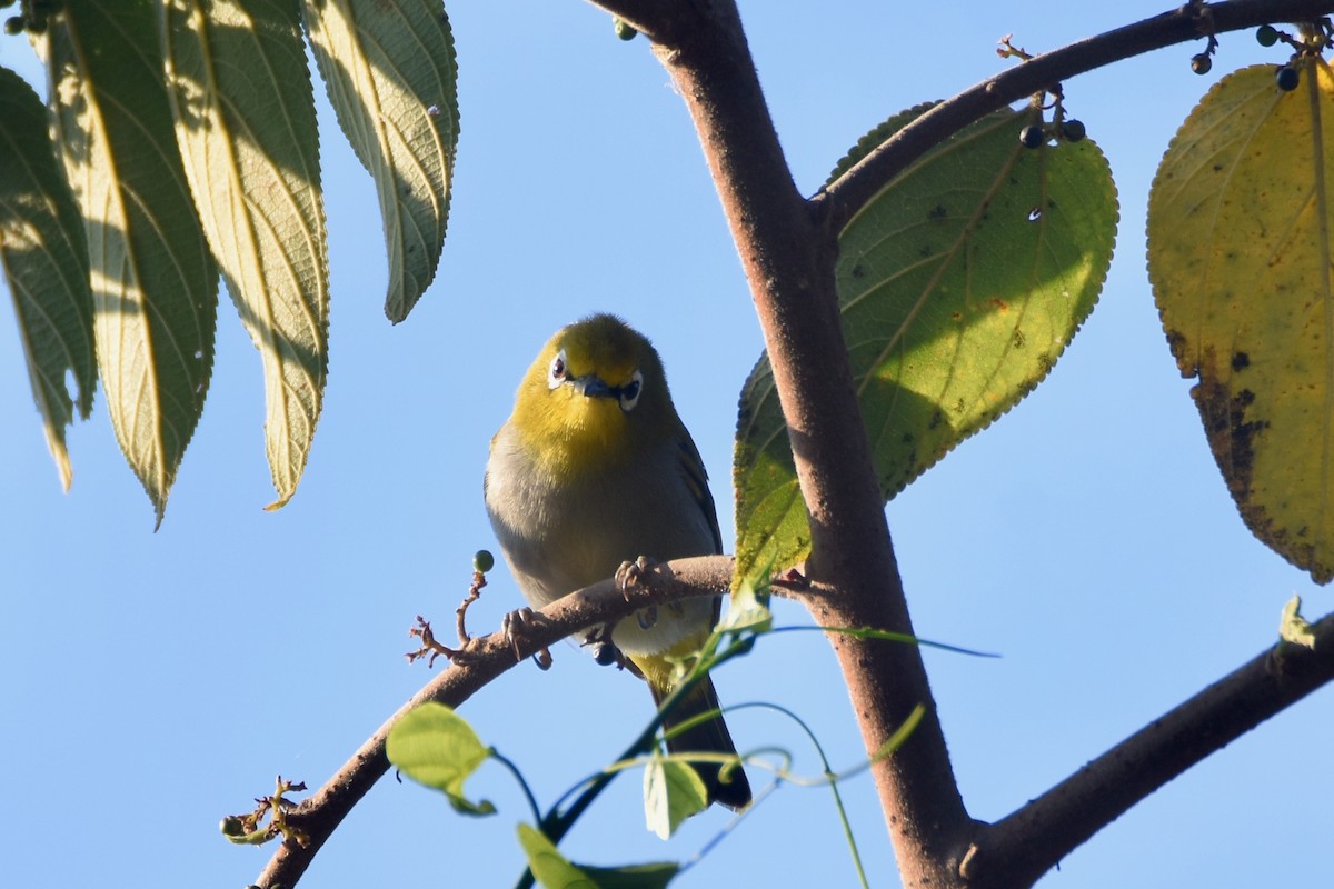South Pare White-eye - ML633965633