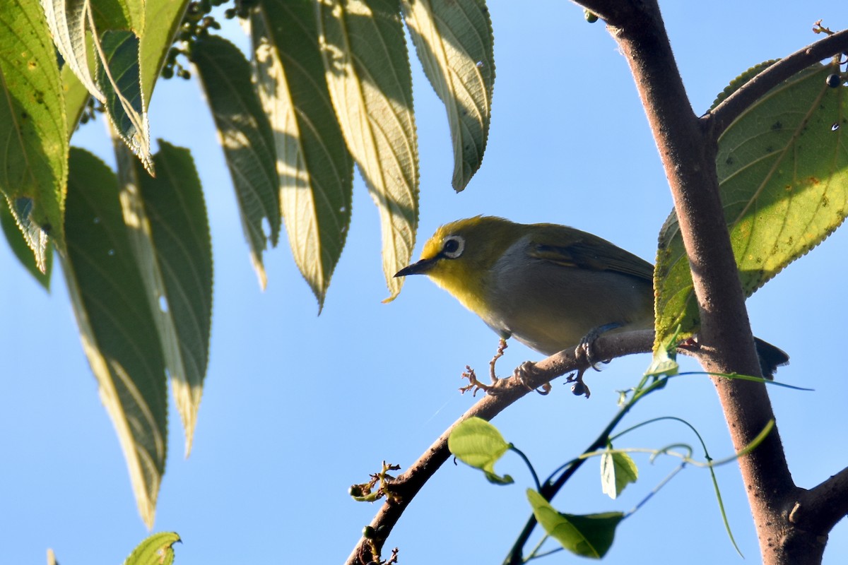 South Pare White-eye - ML633965634