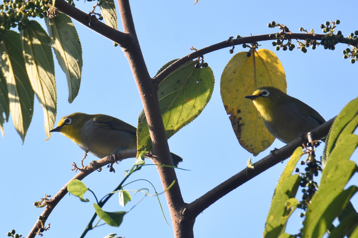 South Pare White-eye - ML633965635