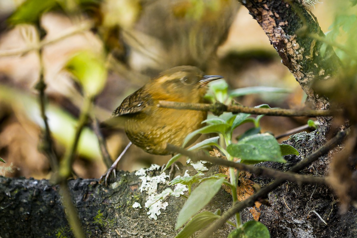 Rufous-browed Wren - ML633965655