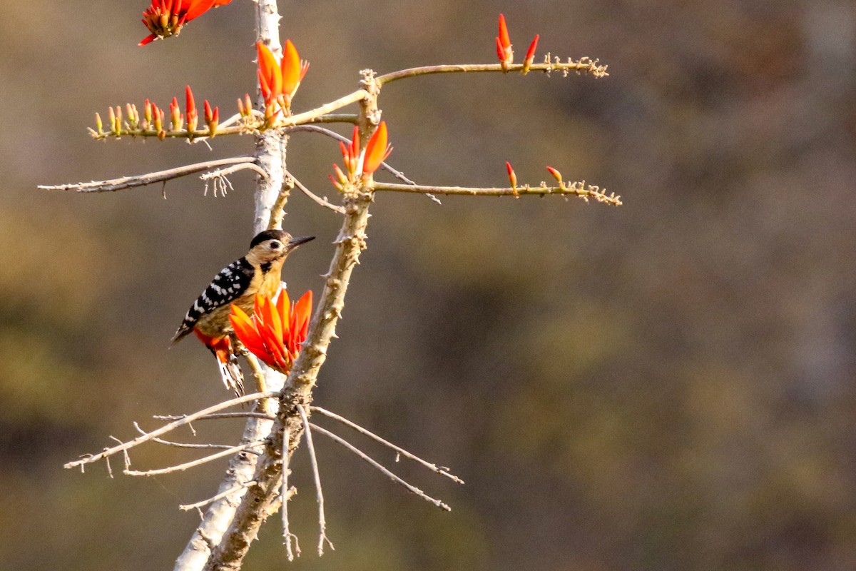 Fulvous-breasted Woodpecker - ML633965718