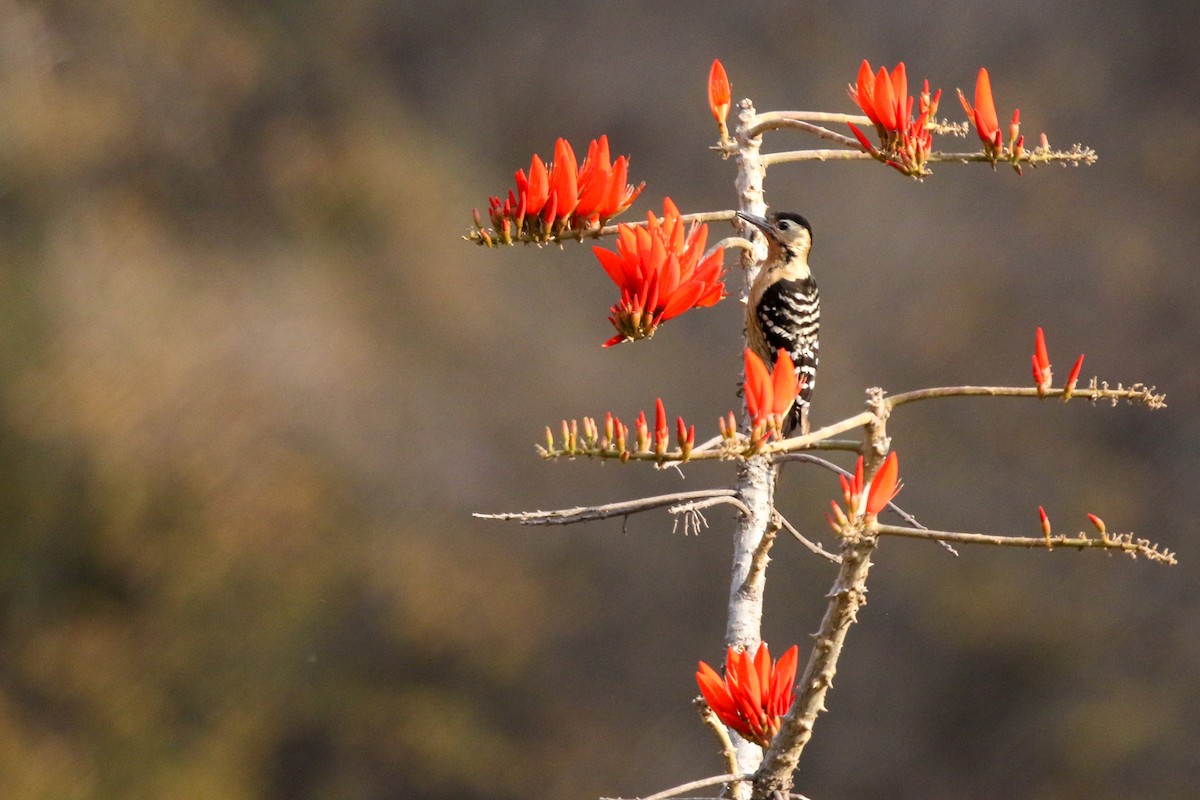 Fulvous-breasted Woodpecker - ML633965719