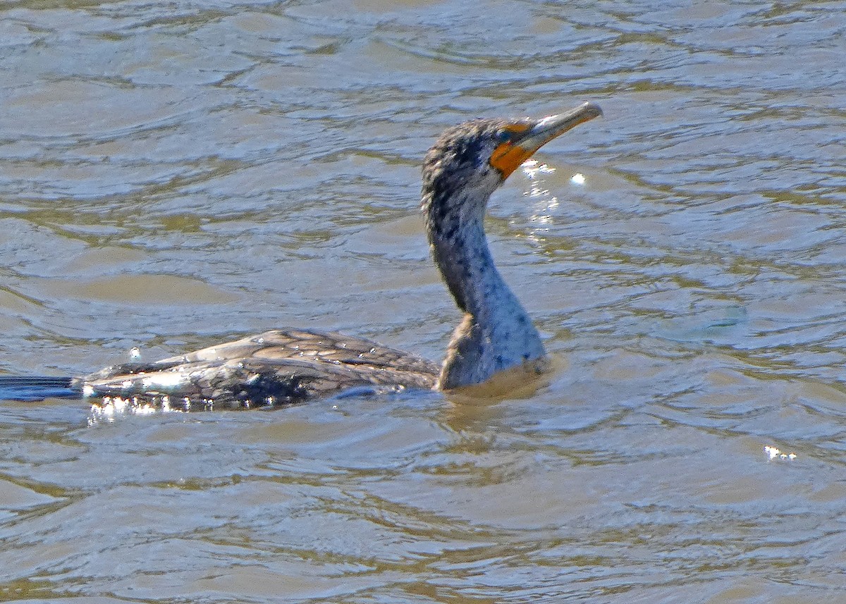 Double-crested Cormorant - ML633965724