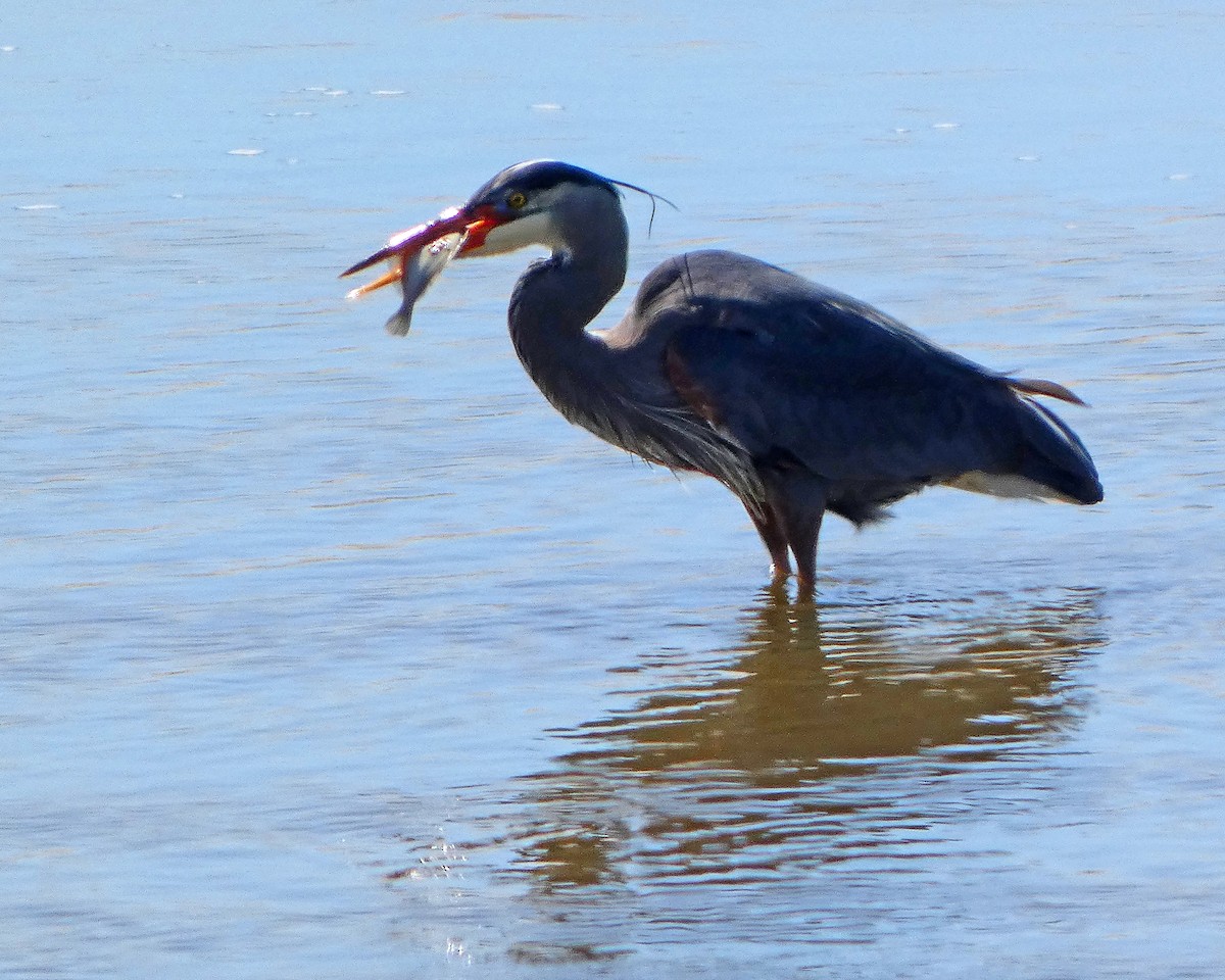 Great Blue Heron - ML633965741