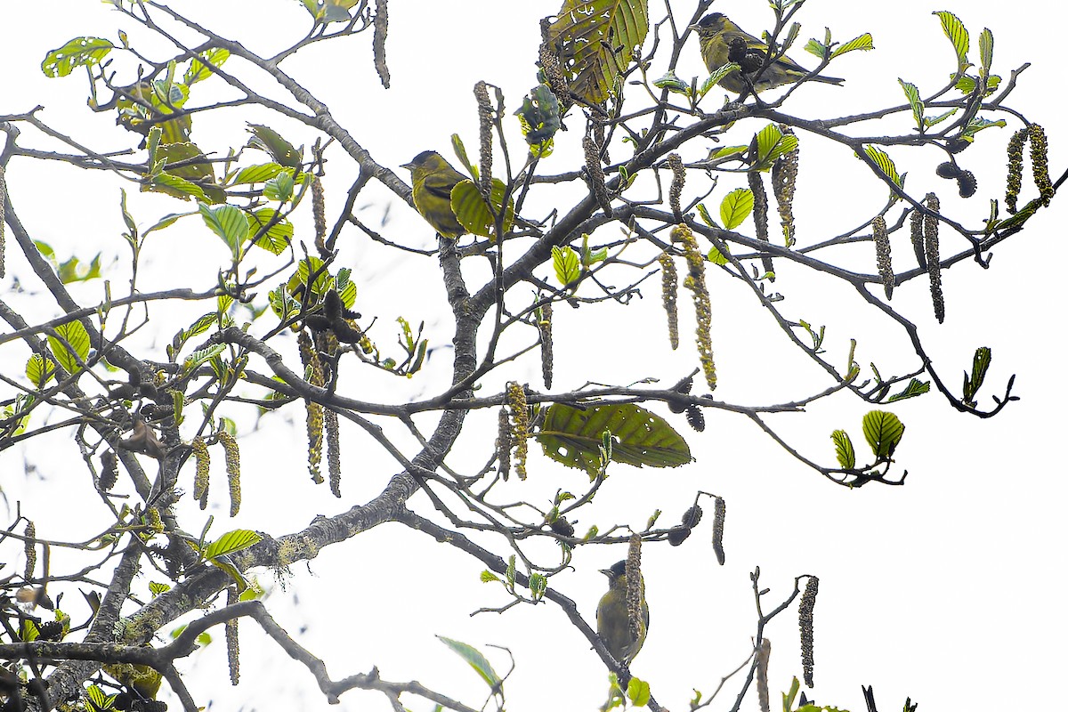 Black-capped Siskin - ML633965745