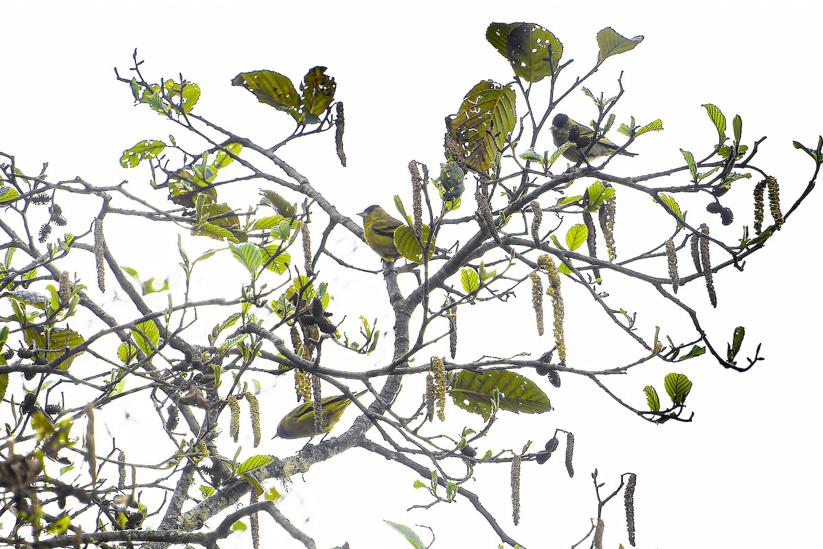 Black-capped Siskin - ML633965746