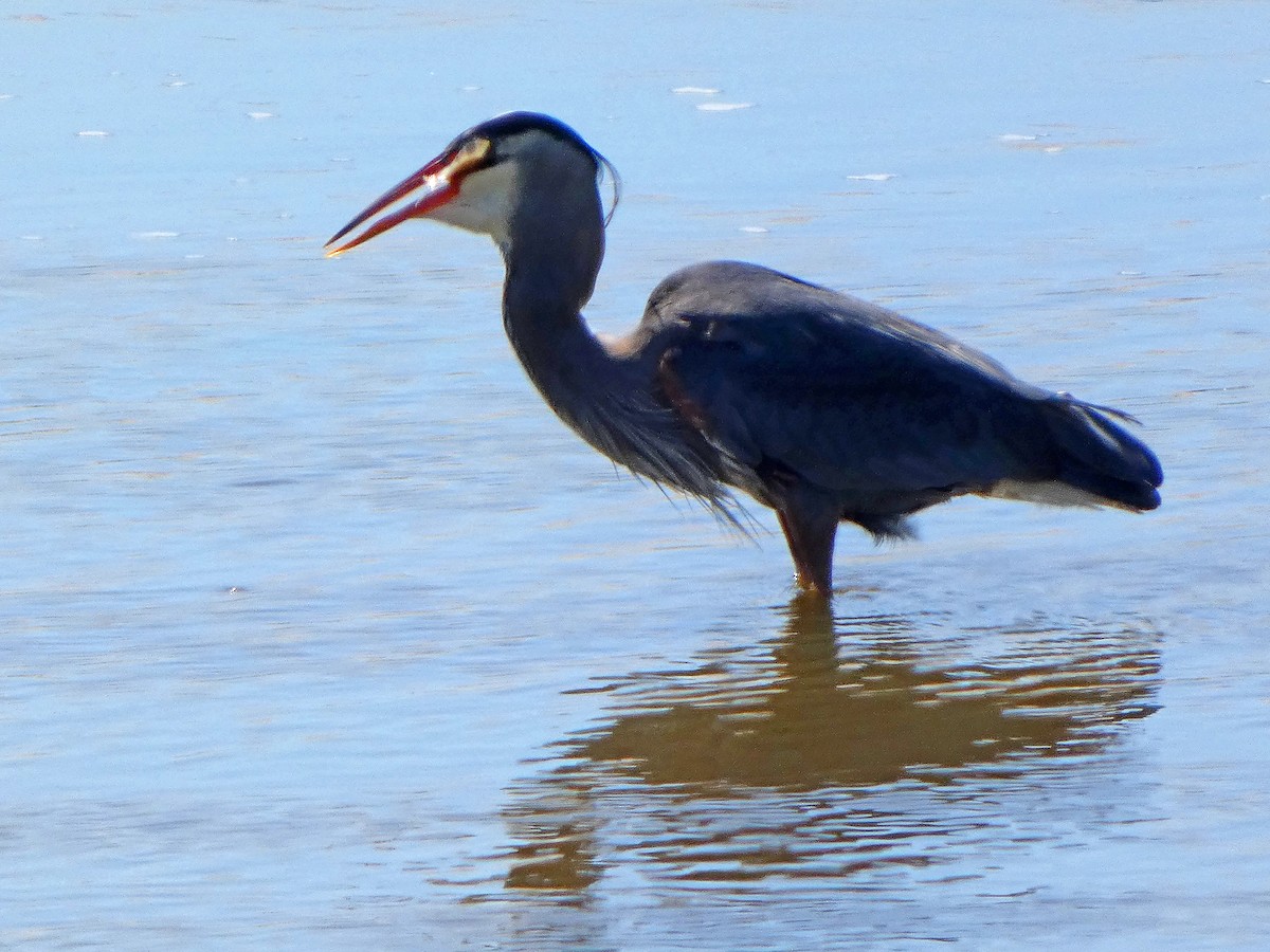 Great Blue Heron - ML633965750