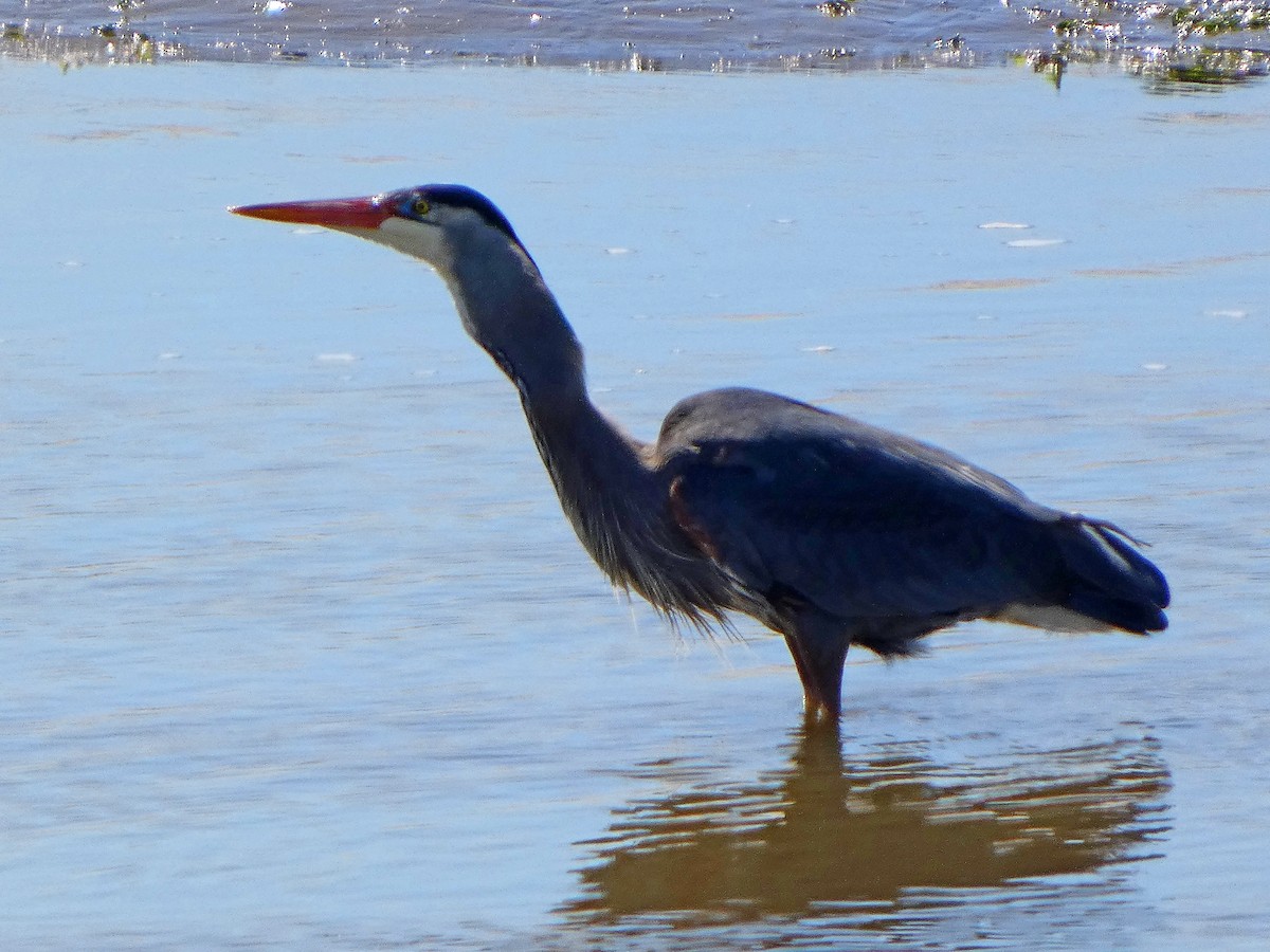 Great Blue Heron - ML633965761