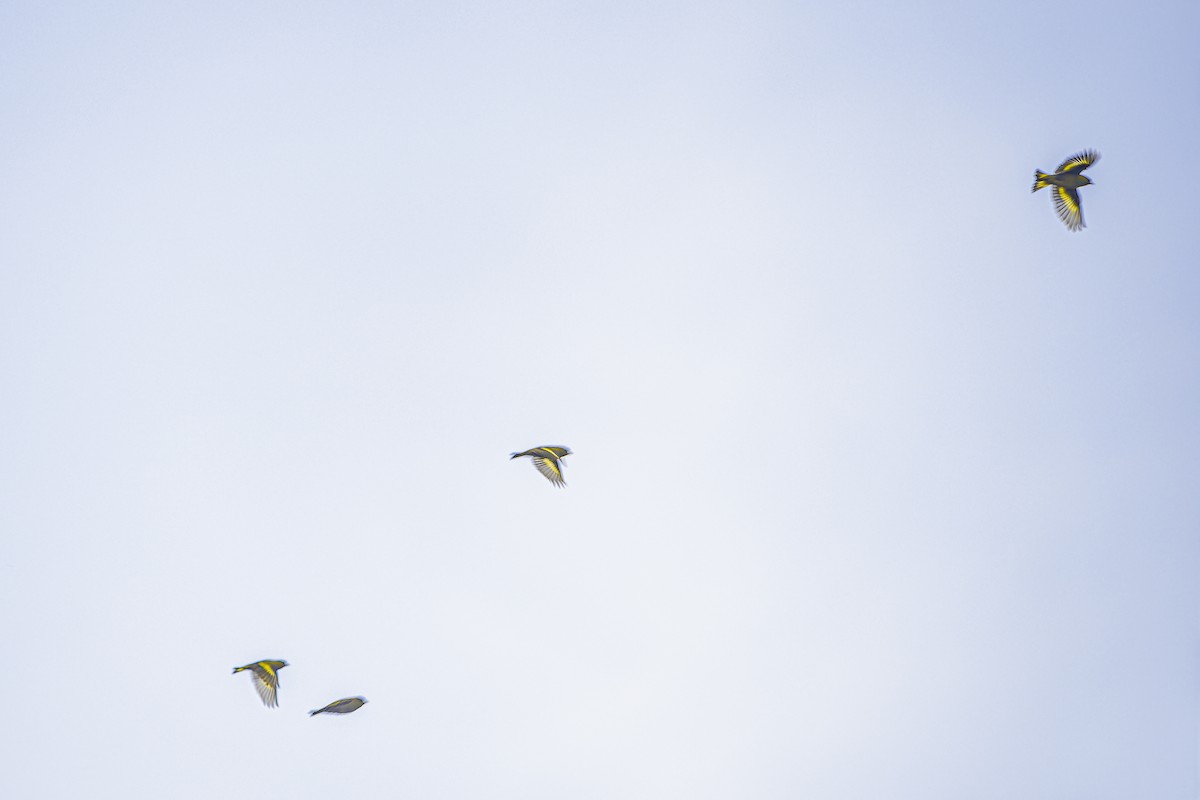 Black-capped Siskin - ML633965768