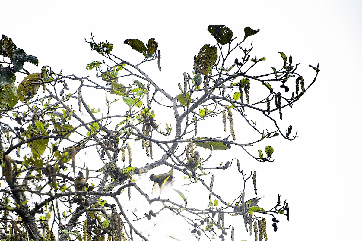 Black-capped Siskin - ML633965769