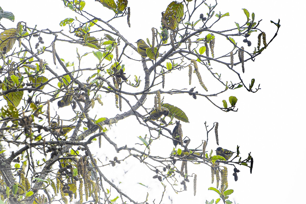 Black-capped Siskin - ML633965770