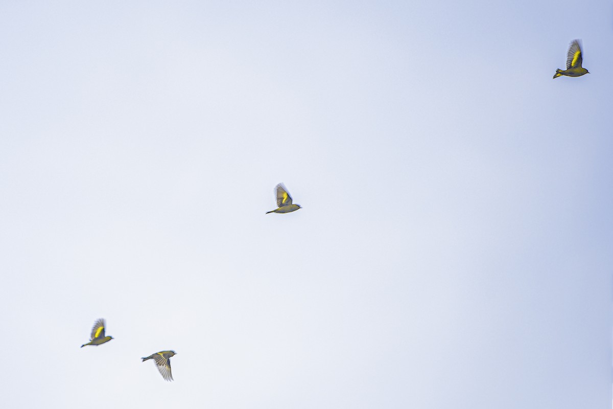 Black-capped Siskin - ML633965780