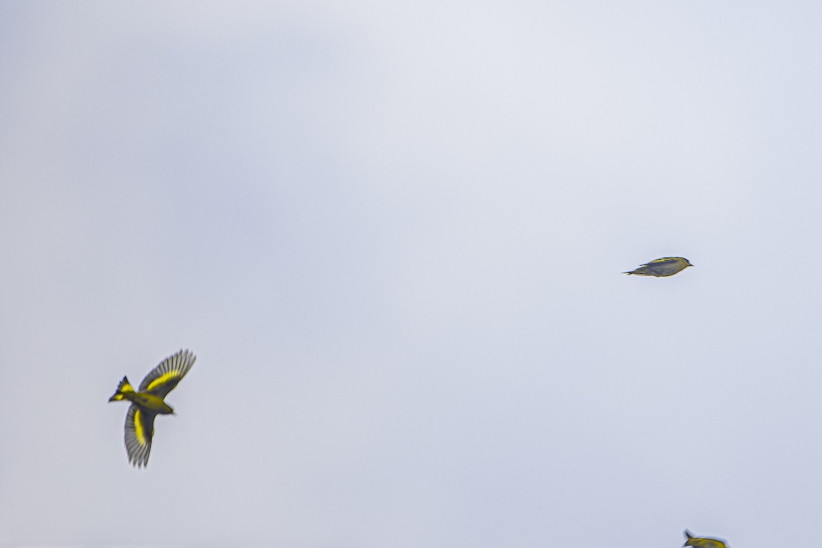 Black-capped Siskin - ML633965792