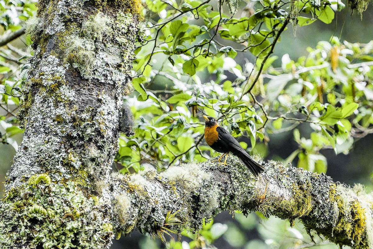 Rufous-collared Robin - ML633965820