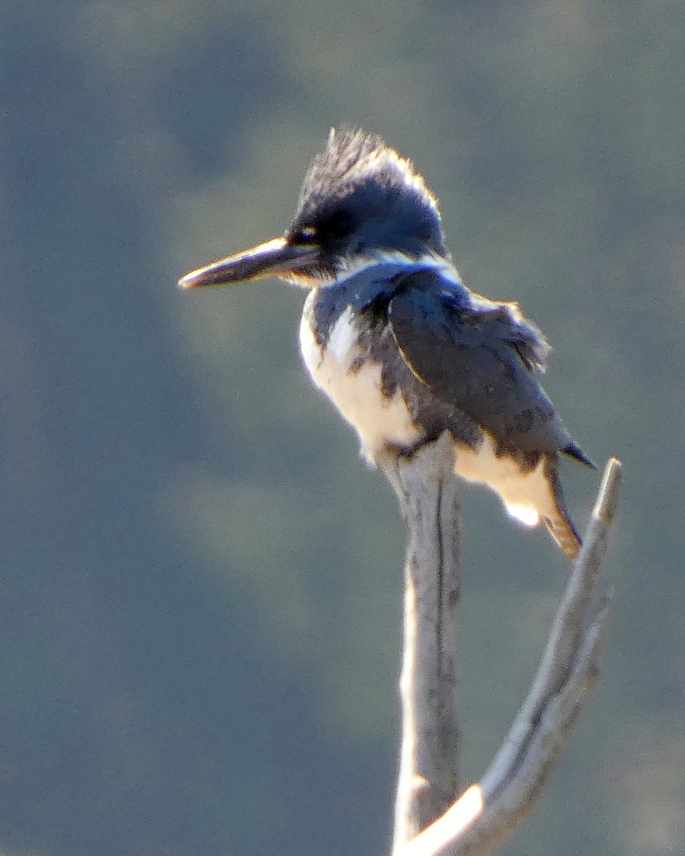 Belted Kingfisher - ML633965835