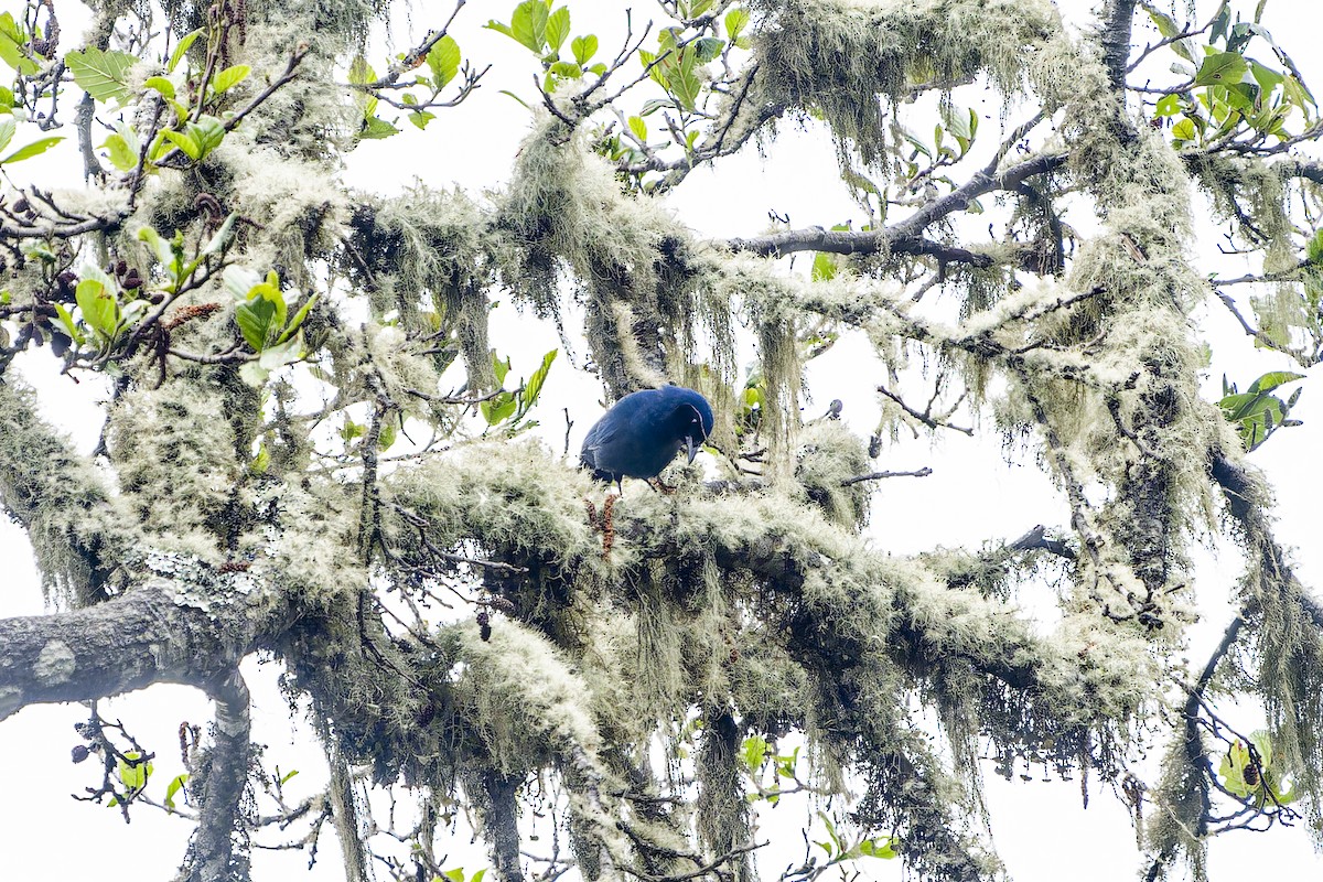 mayaskrike - ML633965885