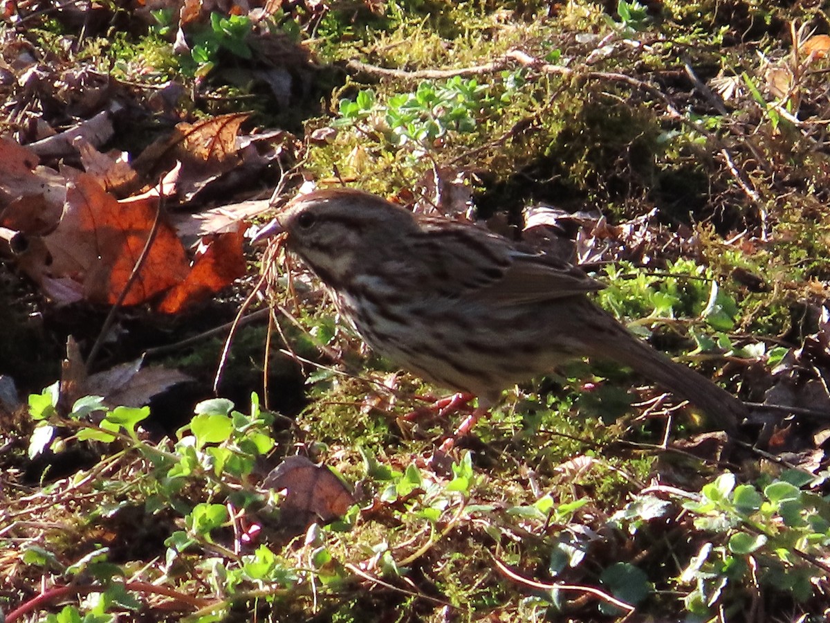 Song Sparrow - ML633965935