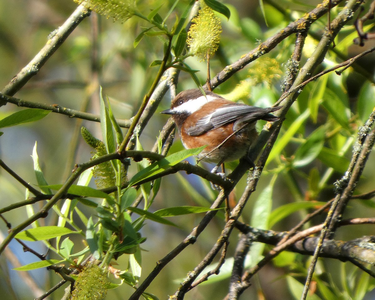 Chestnut-backed Chickadee - ML633965940