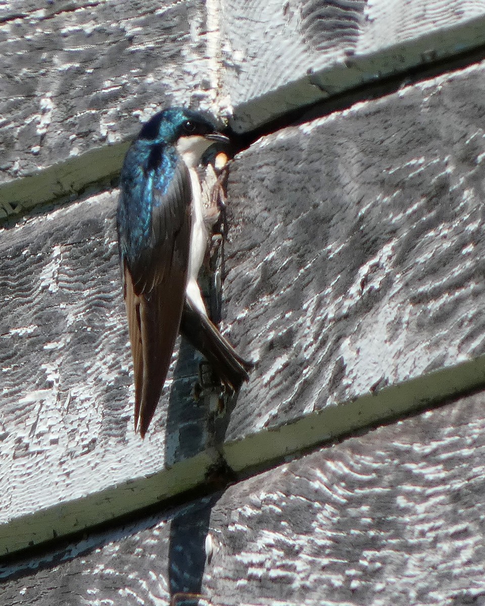 Tree Swallow - ML633965952