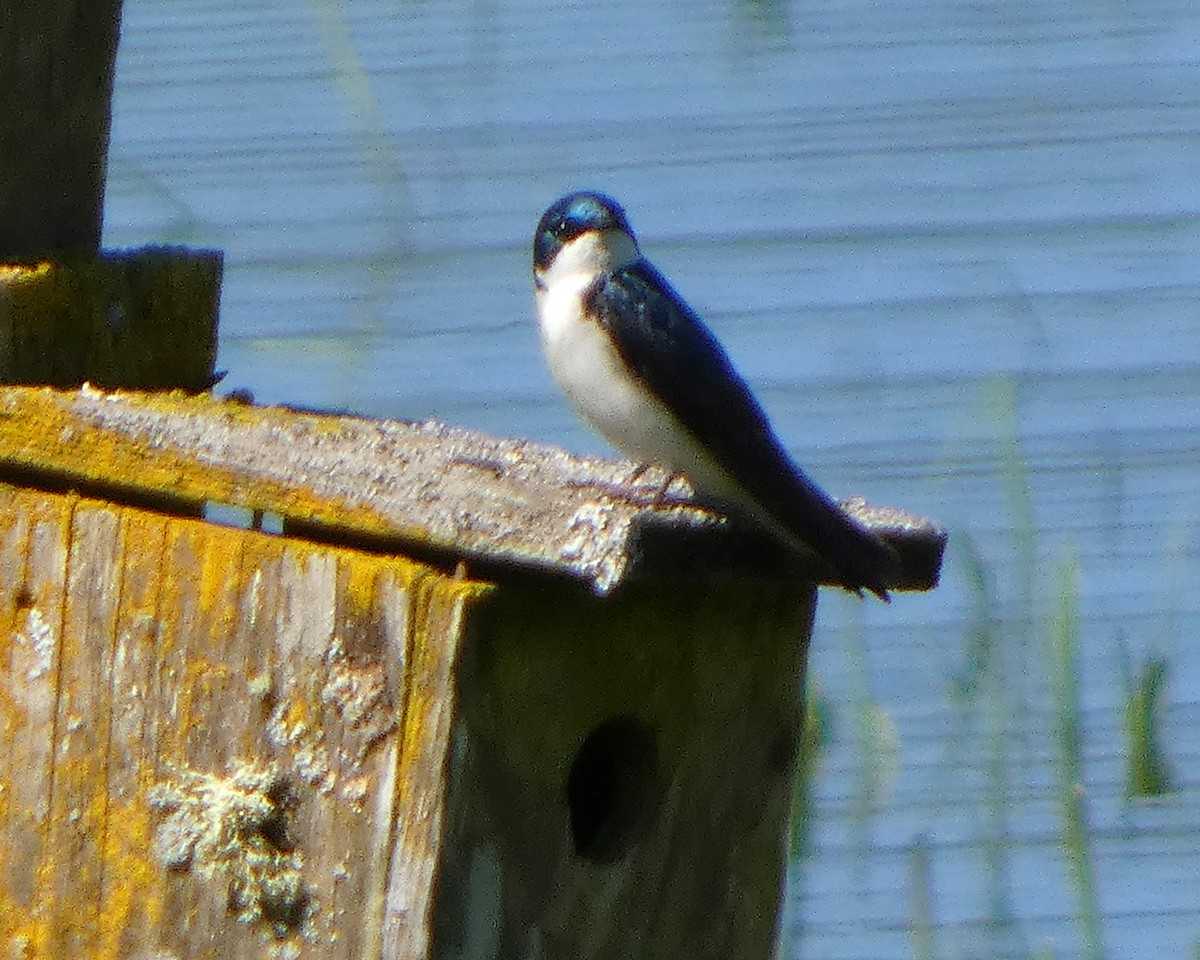 Tree Swallow - ML633965970