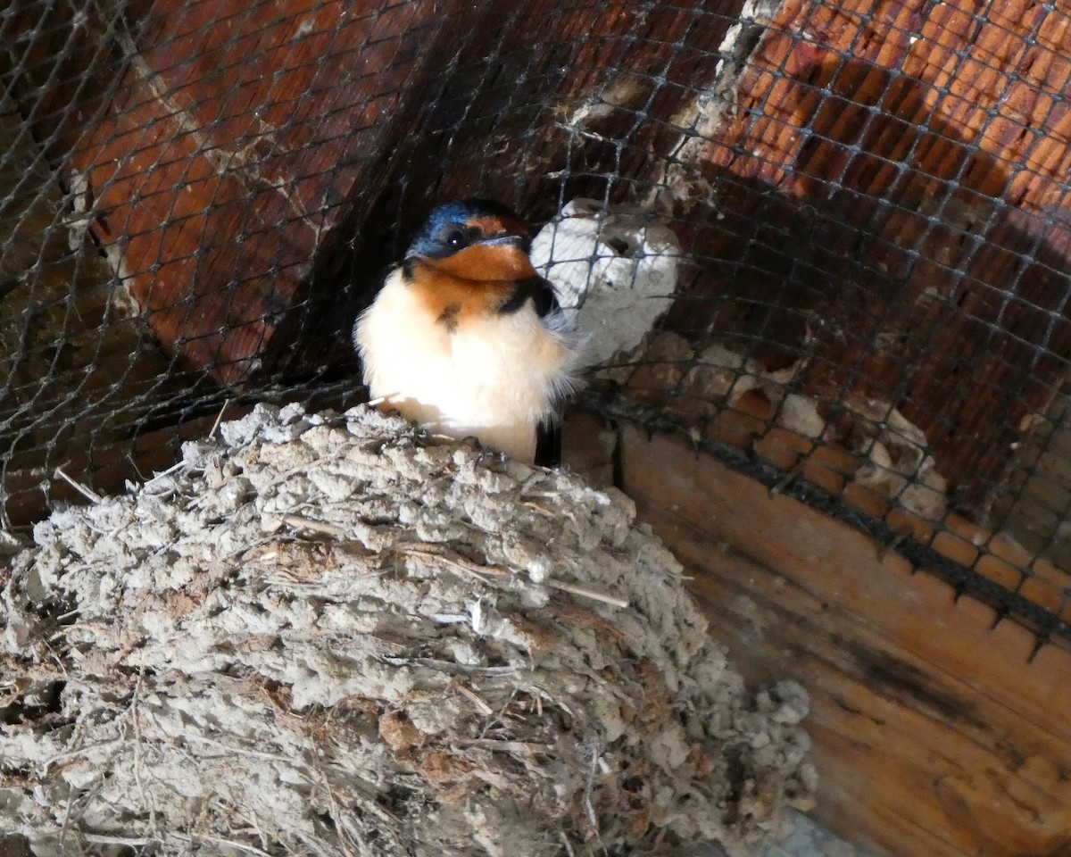 Barn Swallow - ML633965994