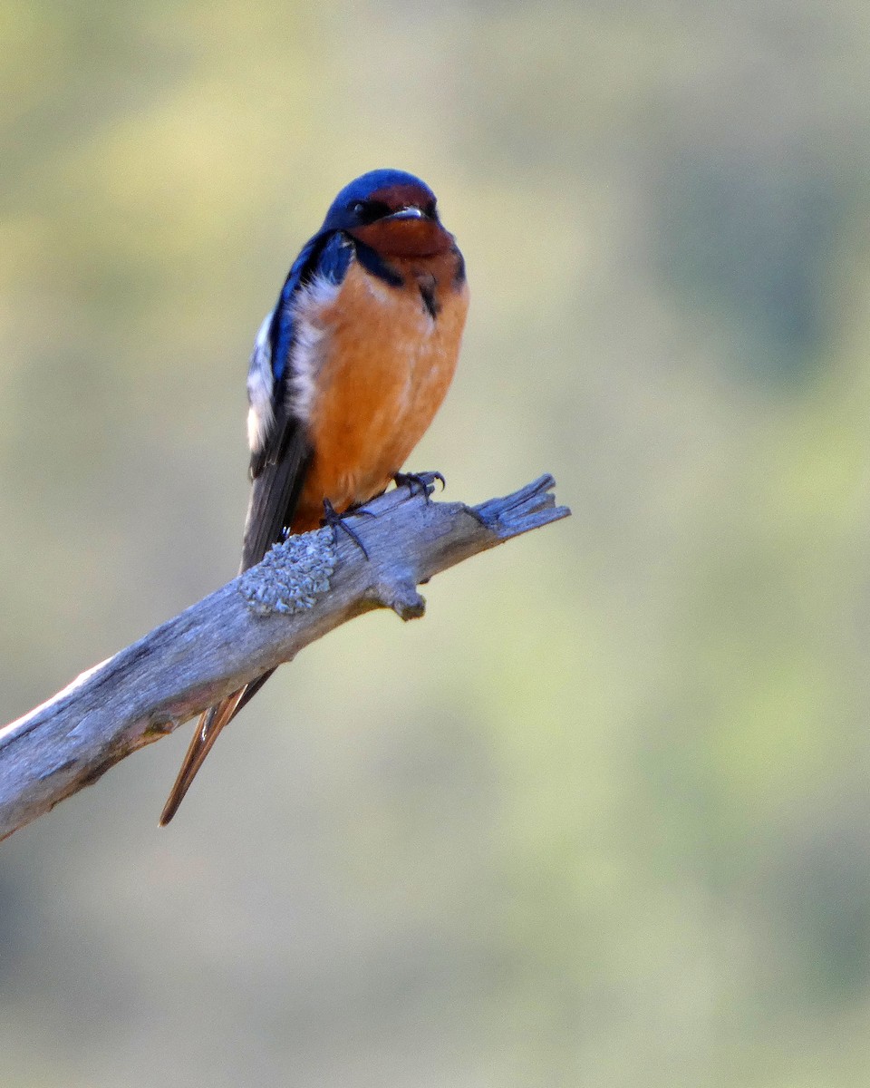 Barn Swallow - ML633966003