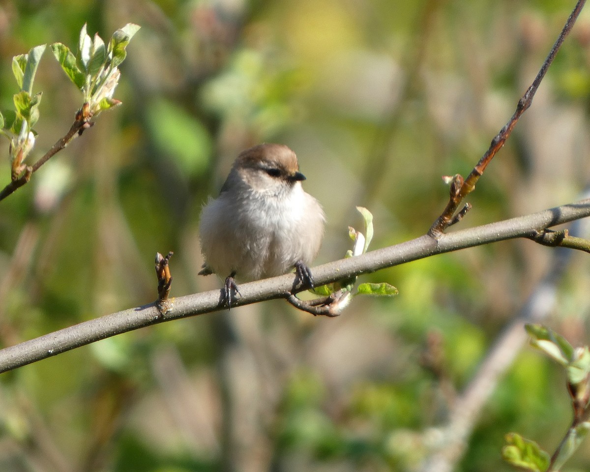 Bushtit (Pacific) - ML633966014