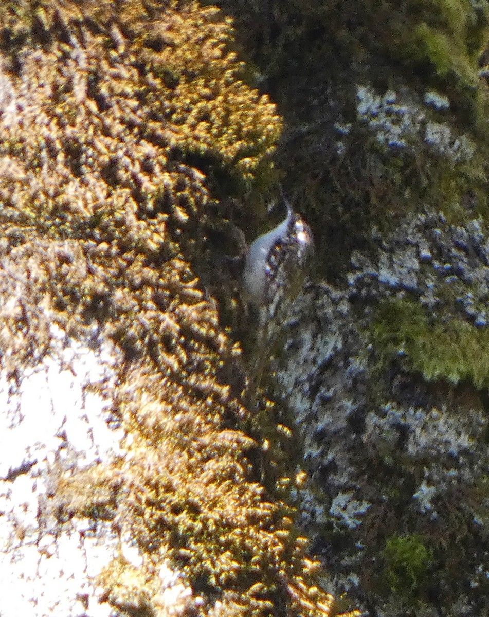 Brown Creeper - ML633966032