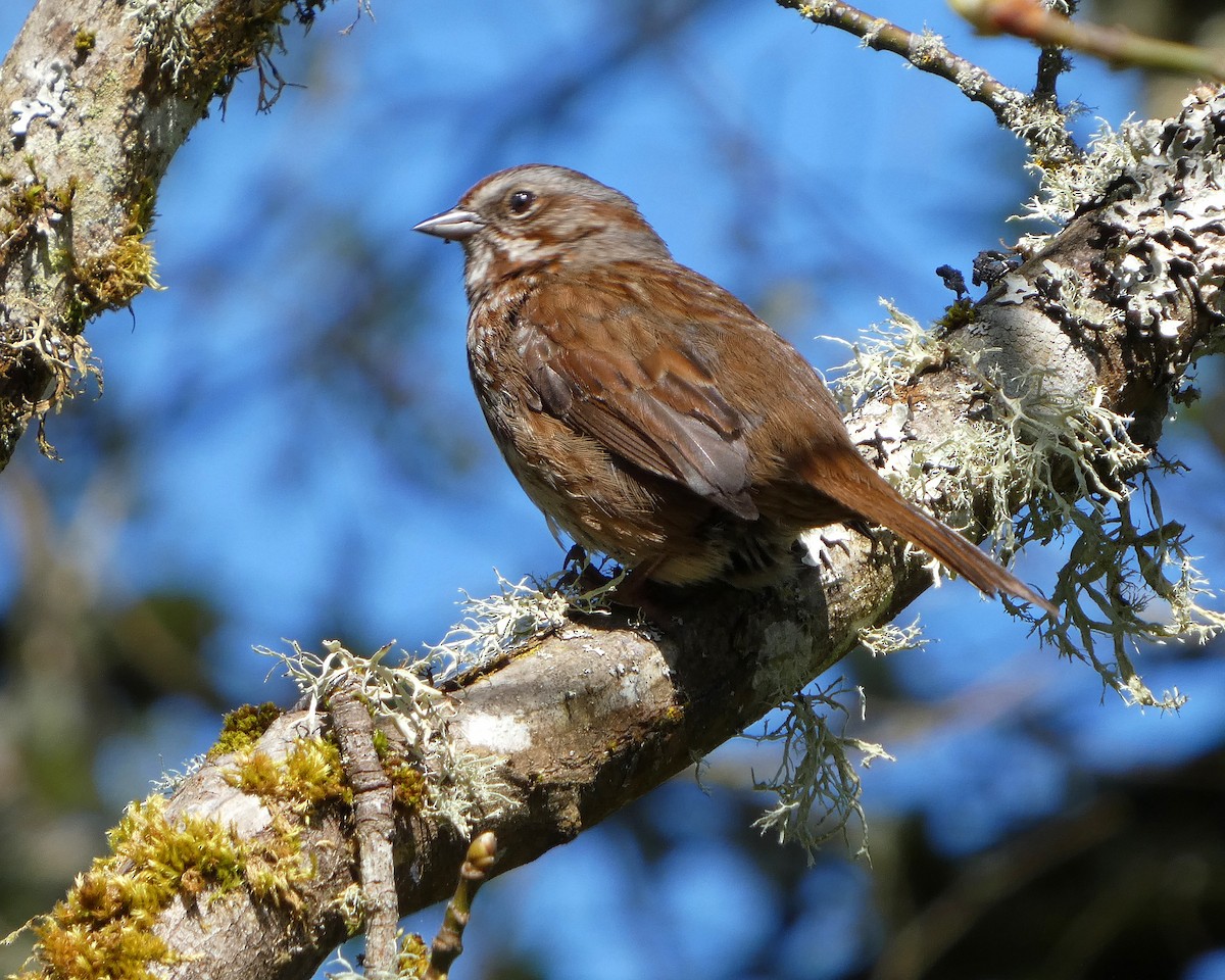 Song Sparrow (rufina Group) - ML633966079