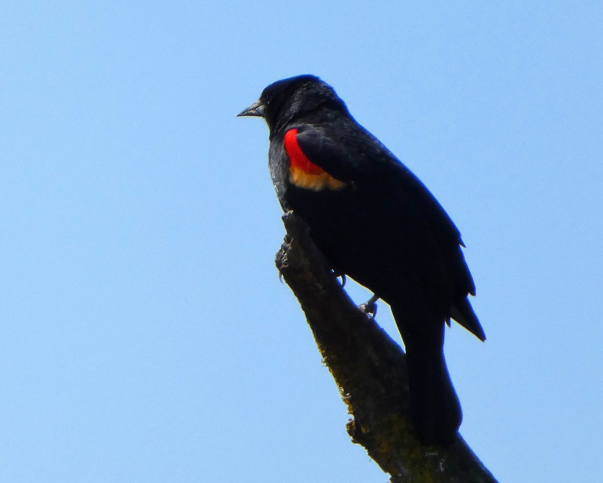 Red-winged Blackbird - ML633966089