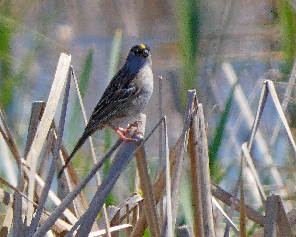Golden-crowned Sparrow - ML633966104