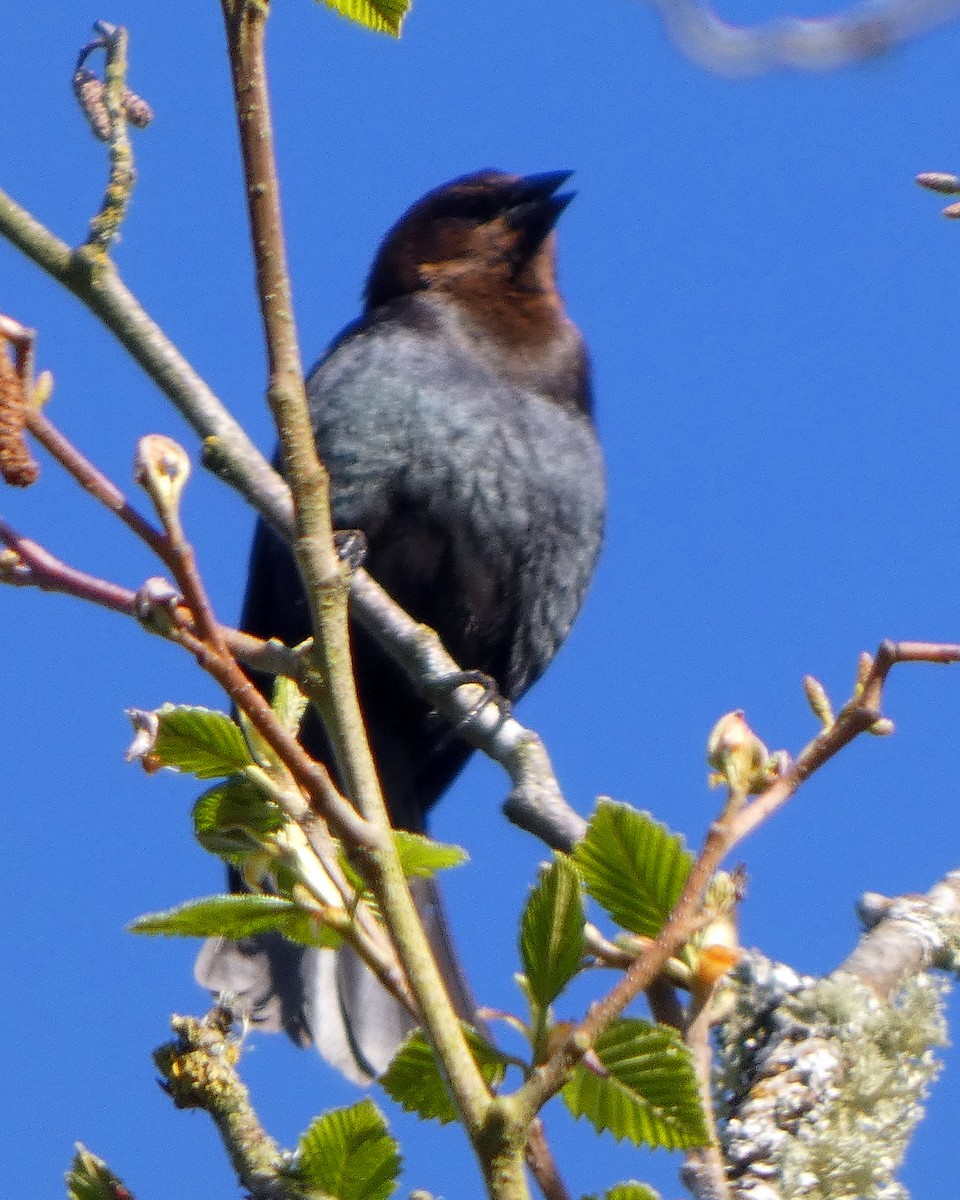 Brown-headed Cowbird - ML633966109