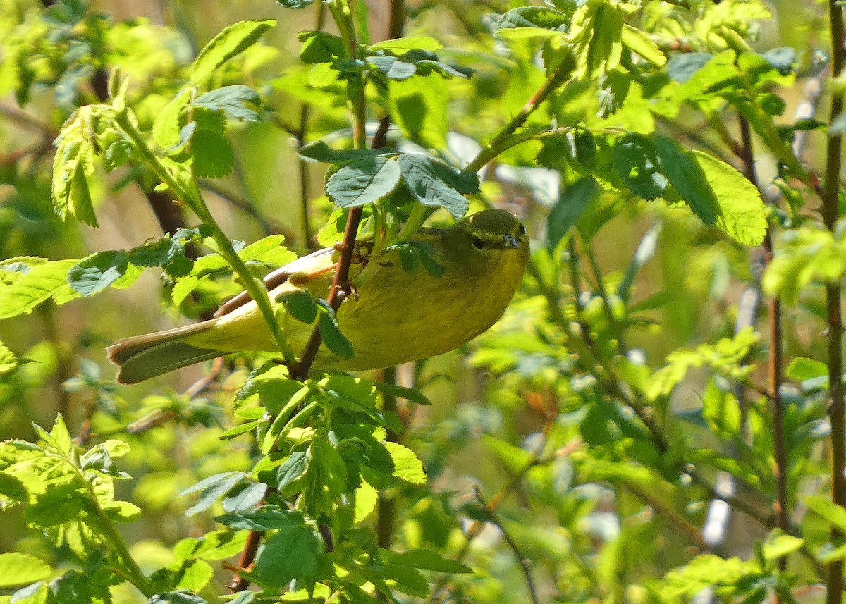Common Yellowthroat - ML633966134