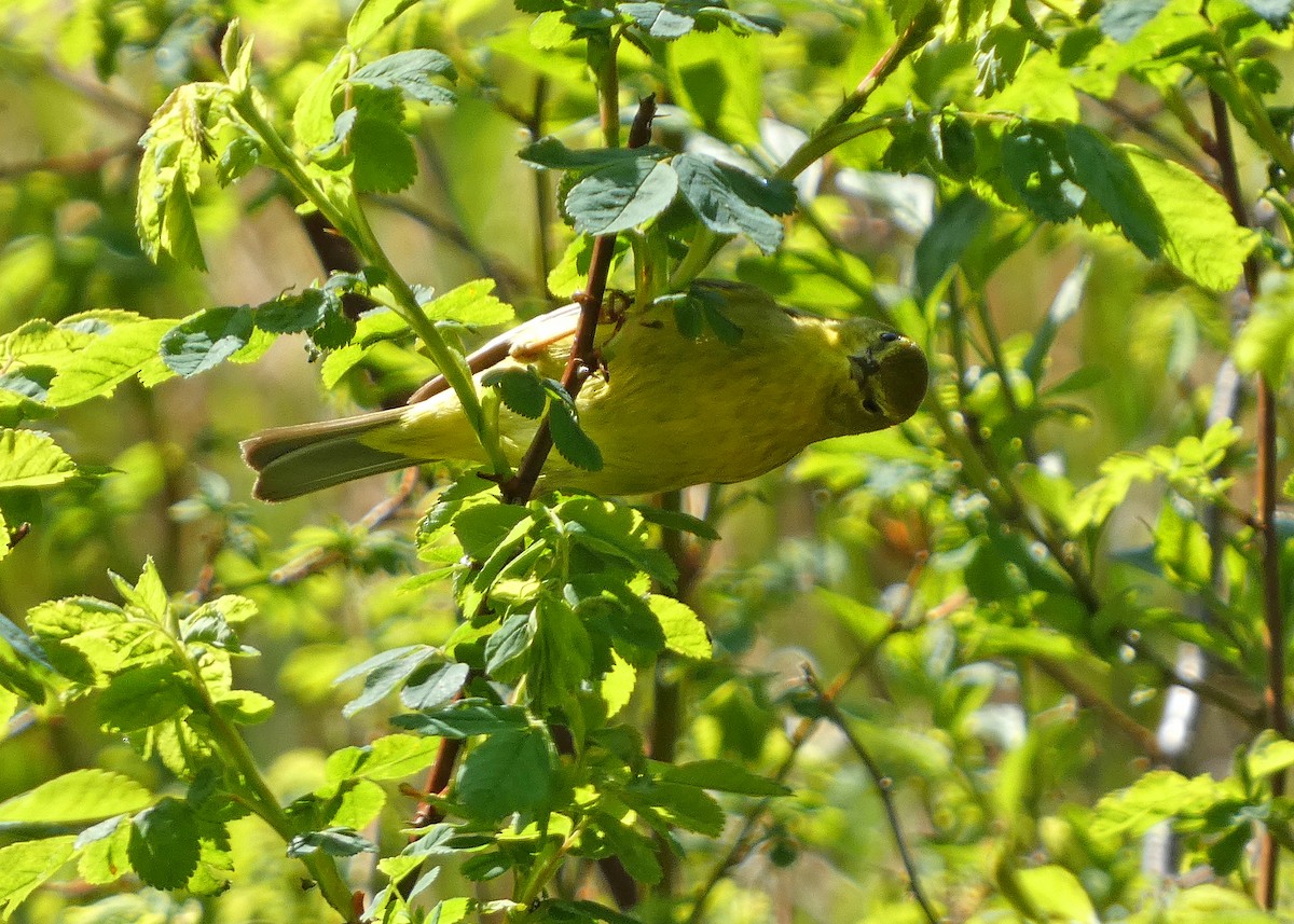 Common Yellowthroat - ML633966136