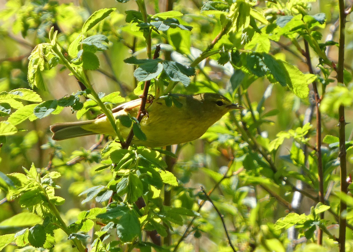 Common Yellowthroat - ML633966138