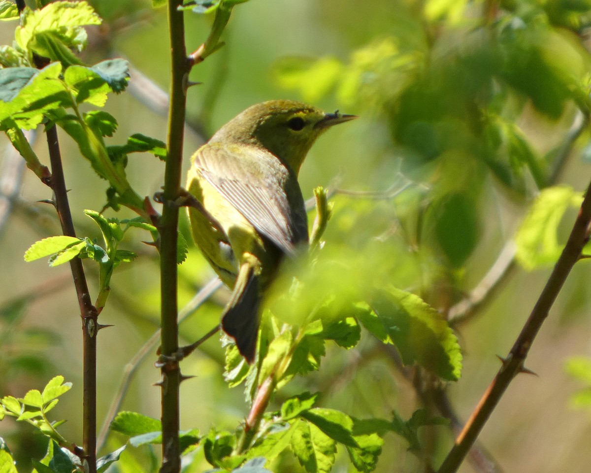 Common Yellowthroat - ML633966139