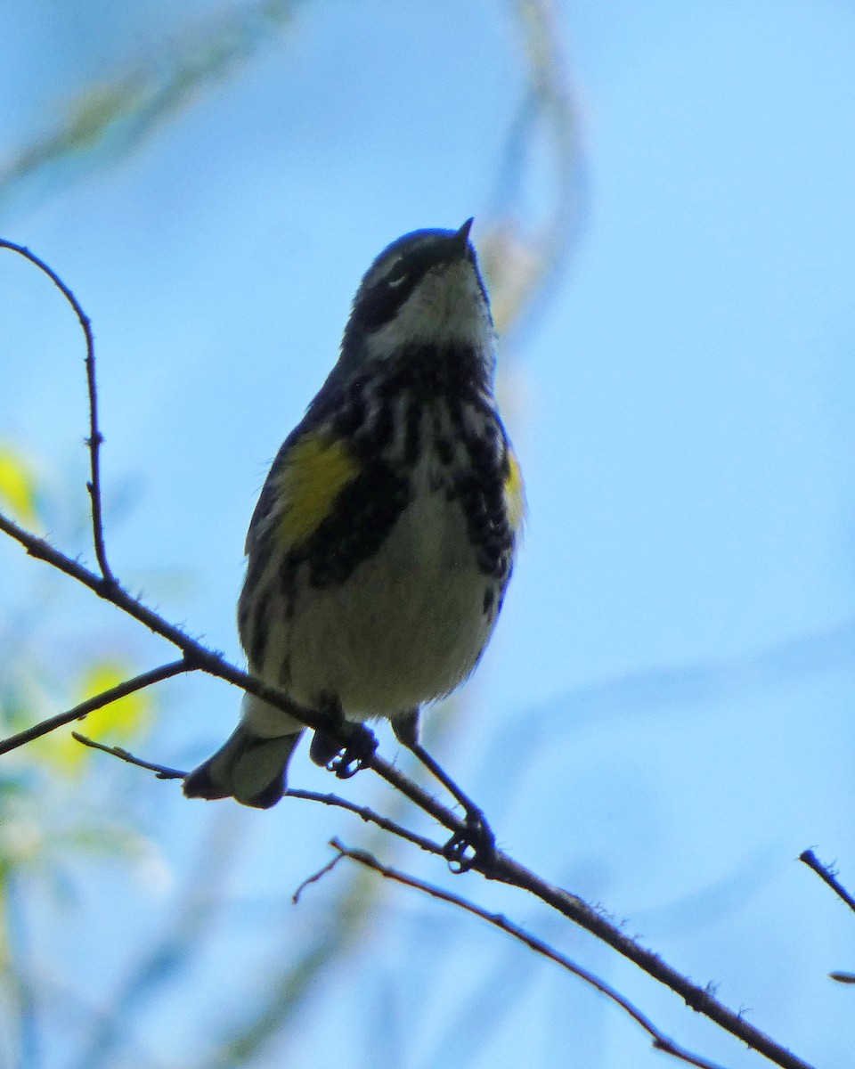 Yellow-rumped Warbler (Myrtle) - ML633966194