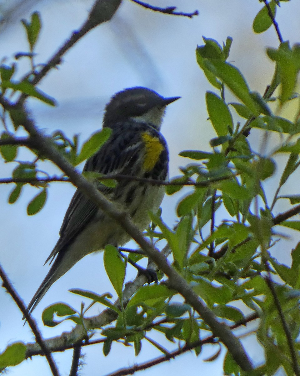 Yellow-rumped Warbler (Myrtle) - ML633966195