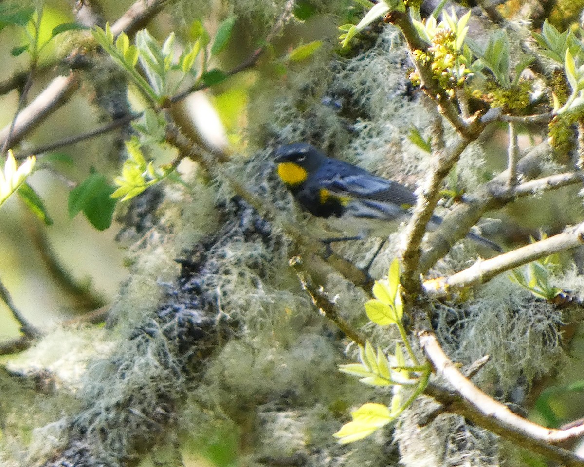 Yellow-rumped Warbler (Audubon's) - ML633966210
